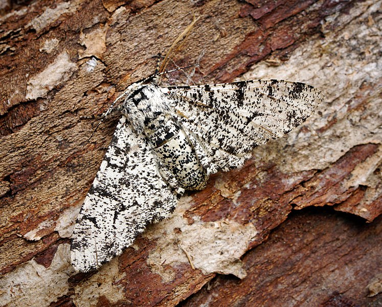 File:(1931) Peppered Moth (Biston betularia) (36319085785).jpg