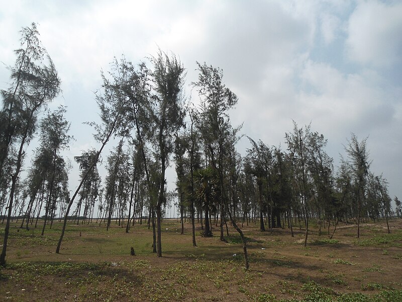 File:(Casuarina equisetifolia) at Vakalapudi Beach 01.JPG