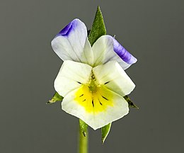 (MHNT) Viola arvensis - flower.jpg