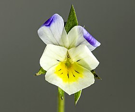 Agerstedmoderblomst (Viola tricolor) Foto: Bernd Haynold