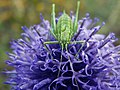 * Nomination Poecilimon on an inflorescence of the Echinops genus. The Republic of Bashkortostan, Belokataysky District. By User:MichailLyamin --AntonioK 13:39, 19 November 2017 (UTC) * Promotion Ok --Uoaei1 05:05, 20 November 2017 (UTC)