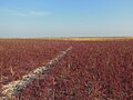 Salicornia on Jarylhach island