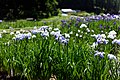 吹上しょうぶ公園の花菖蒲