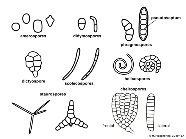 conidia