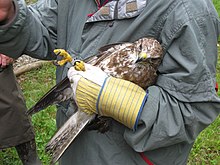 Baguage d'une buse variable avant sa remise en liberté.