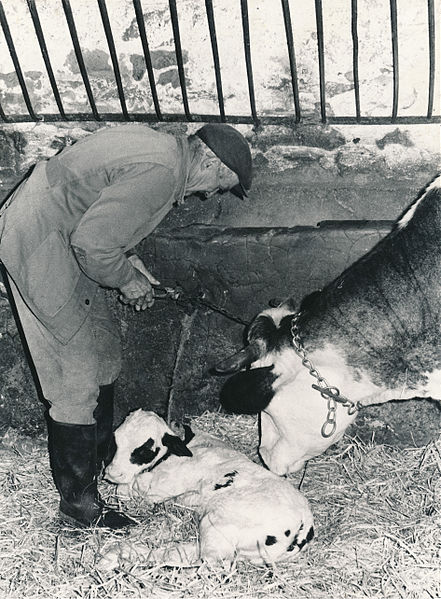 File:0 Joseph attachant une vache près de son veau.JPG