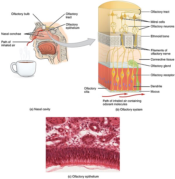 Details of olfaction system