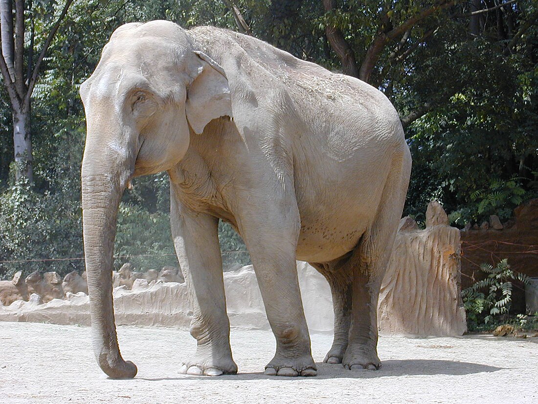 File:200407 Elephant 9.JPG