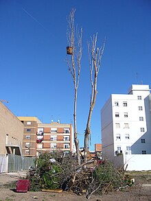 La falla plantada