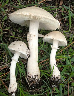 <i>Leucoagaricus leucothites</i> Species of fungus