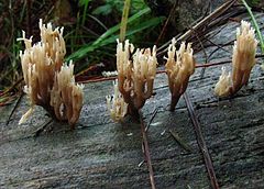 Artomyces piperatus: fotografijŏ