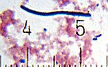 Grampositives Stäbchenbakterium, vermutlich Lactobacillus delbrueckii subsp. bulgaricus, aus einem Trinkjoghurt (lichtmikroskopische Aufnahme, Bildbreite 2 µm)