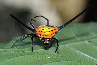 G. dalyi Karnataka, India