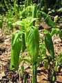 Impatiens parviflora (Kleines Springkraut)