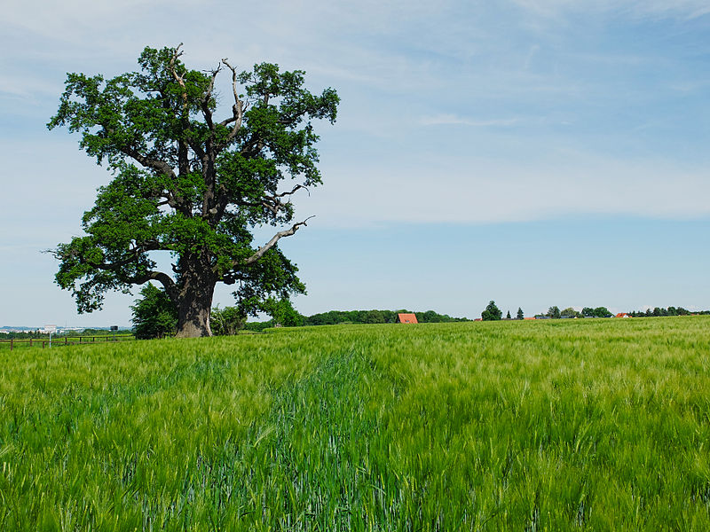 File:2014-05 Naturdenkmal Kalte Eiche Ernsee (Thüringen).jpg