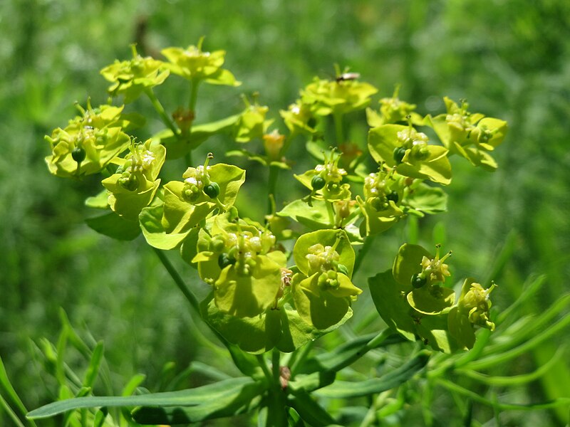 File:20160629Euphorbia cyparissias2.jpg