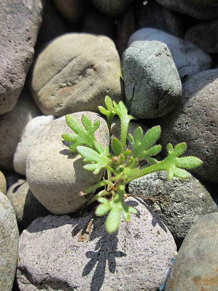 File:20180324Saxifraga tridactylites1.jpg