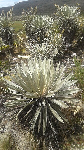 File:20180916 134134 paramo de sumapaz 08.jpg