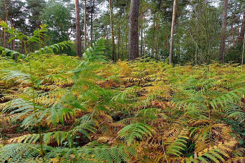 File:2019-10-05 Hike Forst Leucht. Reader-16.jpg