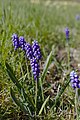 Muscari botryoides