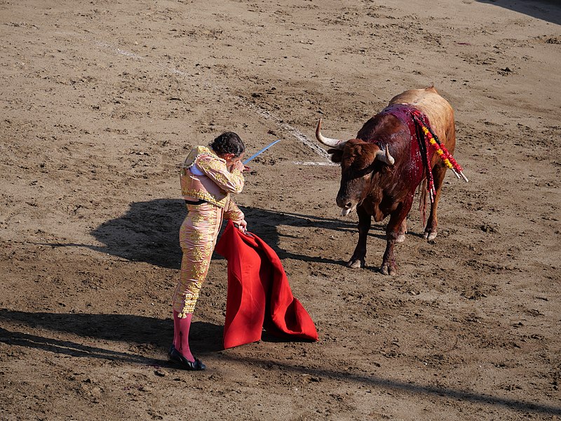 File:20220717 - Céret de toros - 2 - Lumbrero - Sánchez Vara 39.jpg