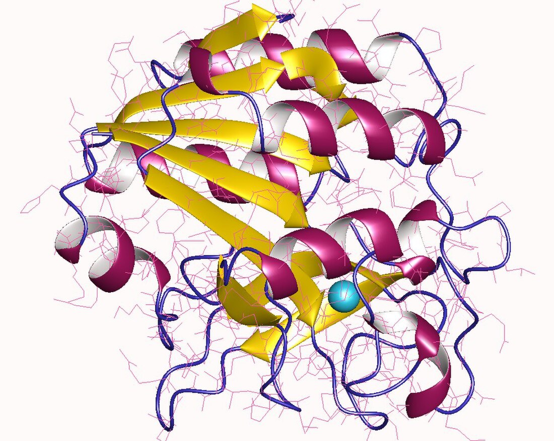 Nicotinamidase