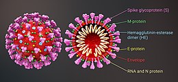 Coronavirus Diseases