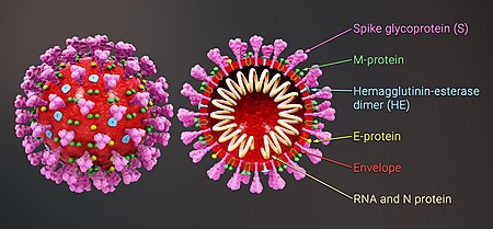 Cross-sectional model of a coronavirus