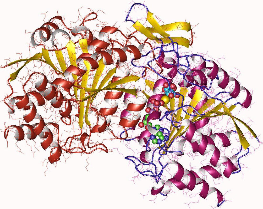 Isocitrate dehydrogenase (NAD+)