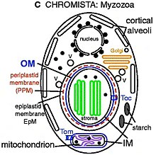 structura del membrana de Myzozoa