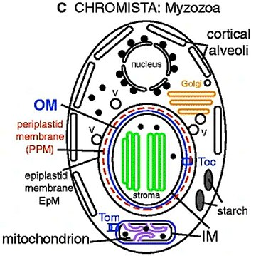 Myzozoa