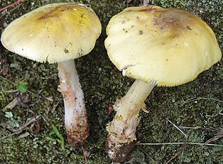 <i>Amanita flavorubens</i> Species of fungus