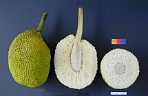 The fruit of the breadfruit tree – whole, sliced lengthwise and in cross-section