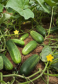 ARS cucumber.jpg