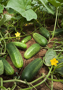 Fotografia de pepino com frutas, flores e folhas visíveis