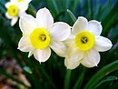 A Perfect Pair Daffodills (Narcissus) - 8.jpg