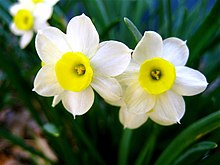 Perigonium (cream) and paraperigonium (yellow) in Narcissus, an amaryllidacea. A Perfect Pair Daffodills (Narcissus) - 8.jpg