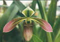 Paphiopedilum appletonianum