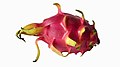 Bunga kanang Pitaya or dragon fruit