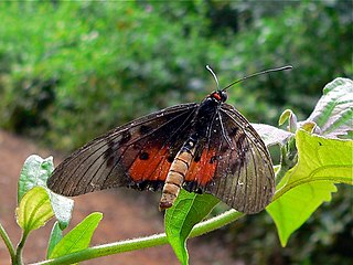 <i>Acraea abdera</i> Species of butterfly