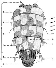 Fig. 16. Abdomen de Sarcophaga carnaria Böttcher, 1912, vu dorsalement. Explication de la fig. 16. Abdomen du mâle de Sarcophaga carnaria Böttcher: I: préabdomen; II: postabdomen; a: scutellum; b: segment I+II; c: segment  III; d: segment  IV e: segment  V f: tergite génital; g: tergite anal; h: macrochètes médio-marginaux postérieurs; i: macrochètes marginaux postéro-latéraux; j: macrochètes marginaux postérieurs.