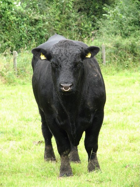 File:Aberdeen Angus bull - geograph.org.uk - 546924.jpg