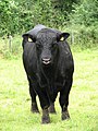 Category:Aberdeen Angus