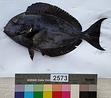 Acanthurus albipectoralis.JPG