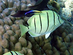 Acanthurus triostegus and Labroides phthirophagus.jpg