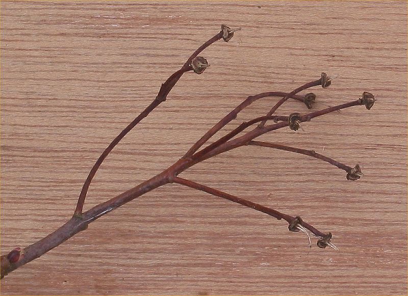 File:Acer platanoides seed head after seed fall.jpg