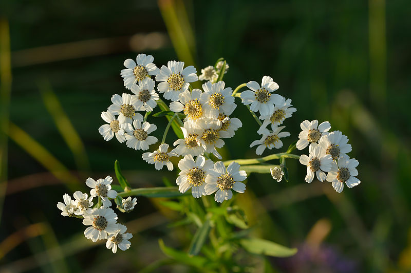 File:Achillea ptarmica - võsa-raudrohi.jpg