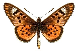 <i>Acraea doubledayi</i> Species of butterfly