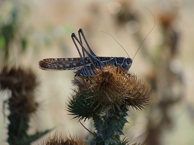 File:Acrididae 11.jpg