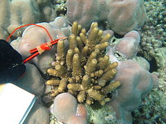 A. humilis en isla Poruma, Estrecho de Torres, Australia
